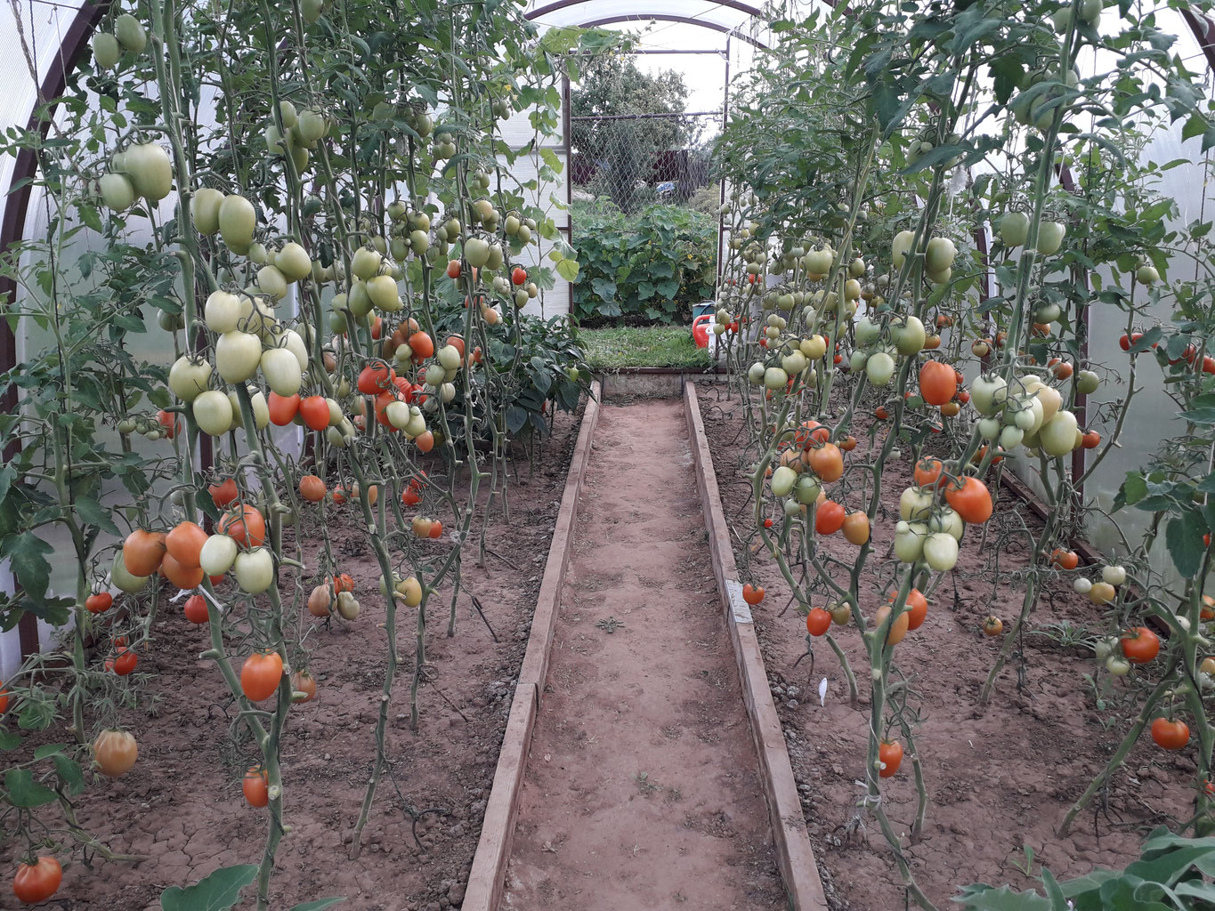 Можно ли сажать помидоры с баклажанами