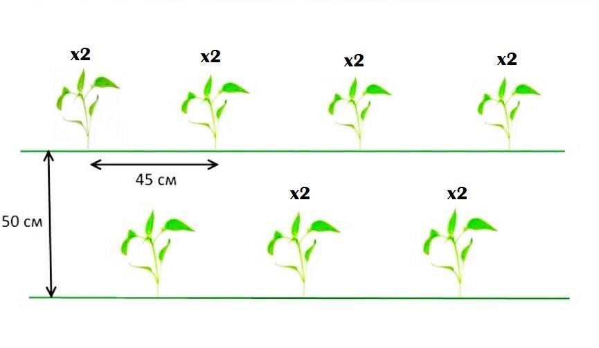 Схема высадки перца