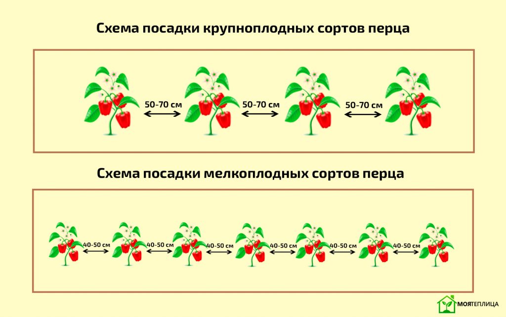 Агротехника выращивания перца сладкого в теплице: от рассады до урожая