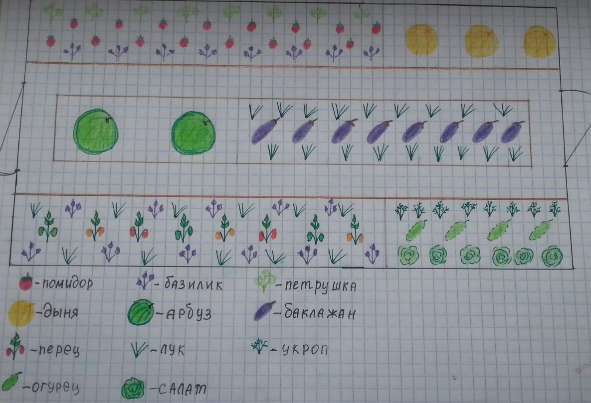 Схема посадки овощей в теплице 3х4