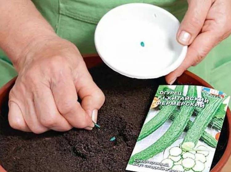Как сеять огурцы на рассаду в домашних условиях пошаговый рецепт с фото