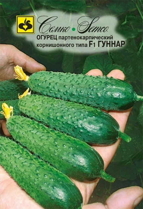 Лучшие самоопыляемые сорта огурцов для теплицы