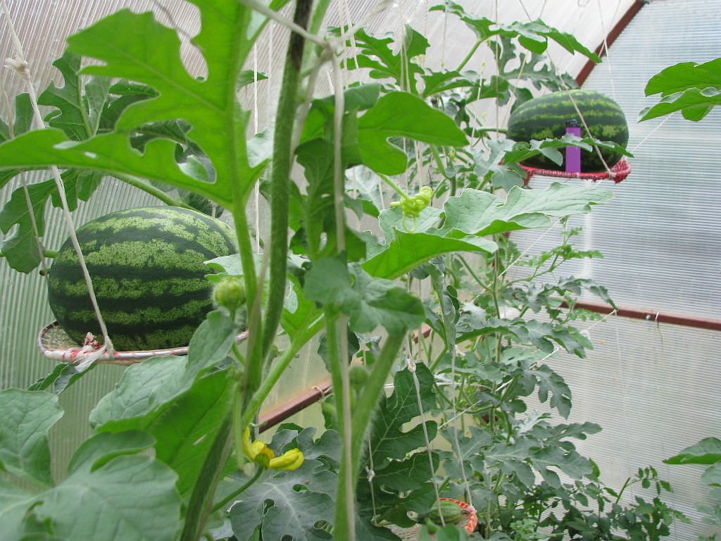 Выращивание арбузов в теплице из поликарбоната