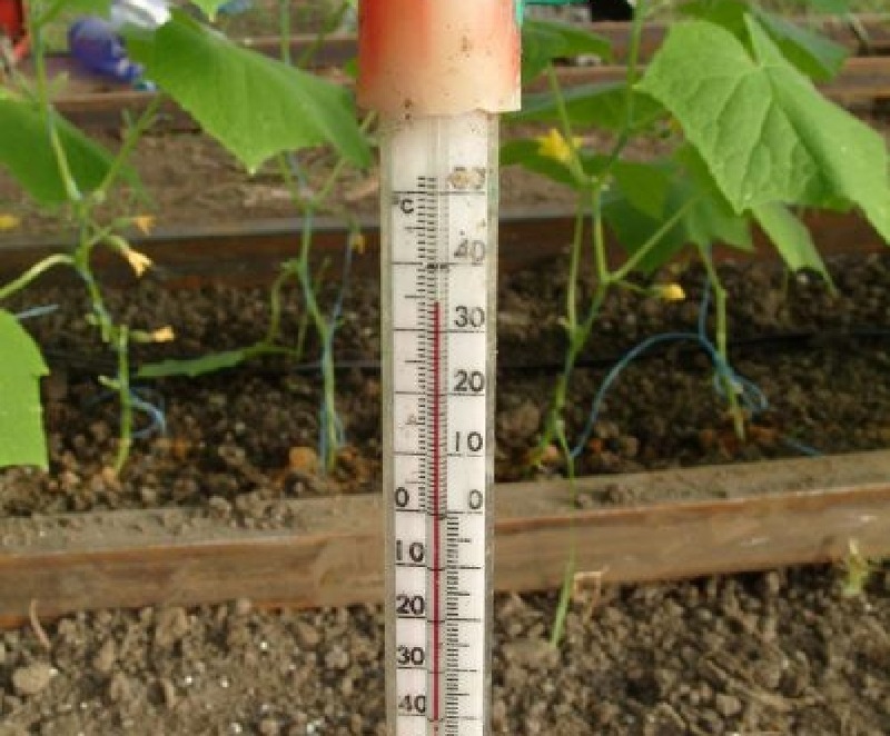 Огурцы температура посадки. Тепловой режим в теплице. Температура земли для высадки томатов в теплице. Посадка рассады в теплицу. Температура для высадки огурцов.