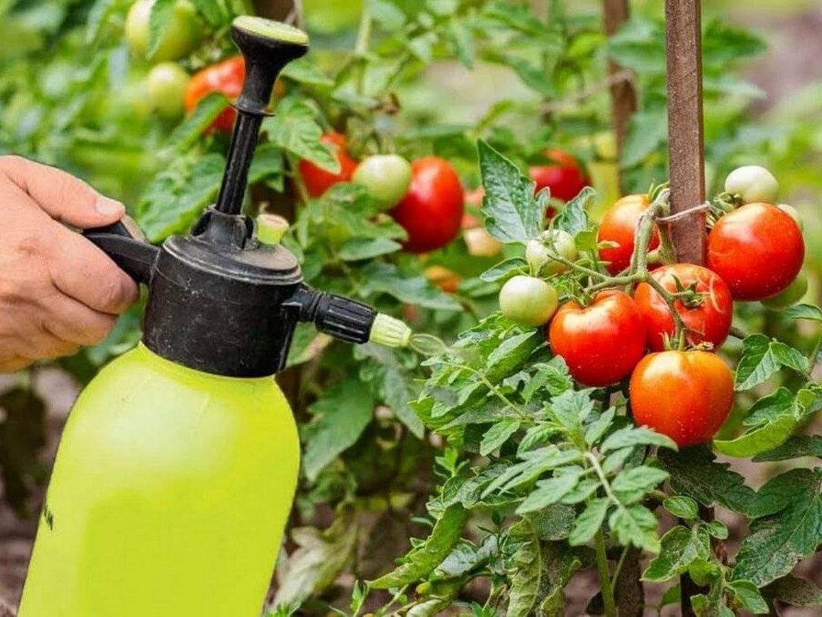 Можно ли удобрять помидоры. Помидоры в огороде. Подкормка томатов. Удобрение для томатов. Полив томатов.