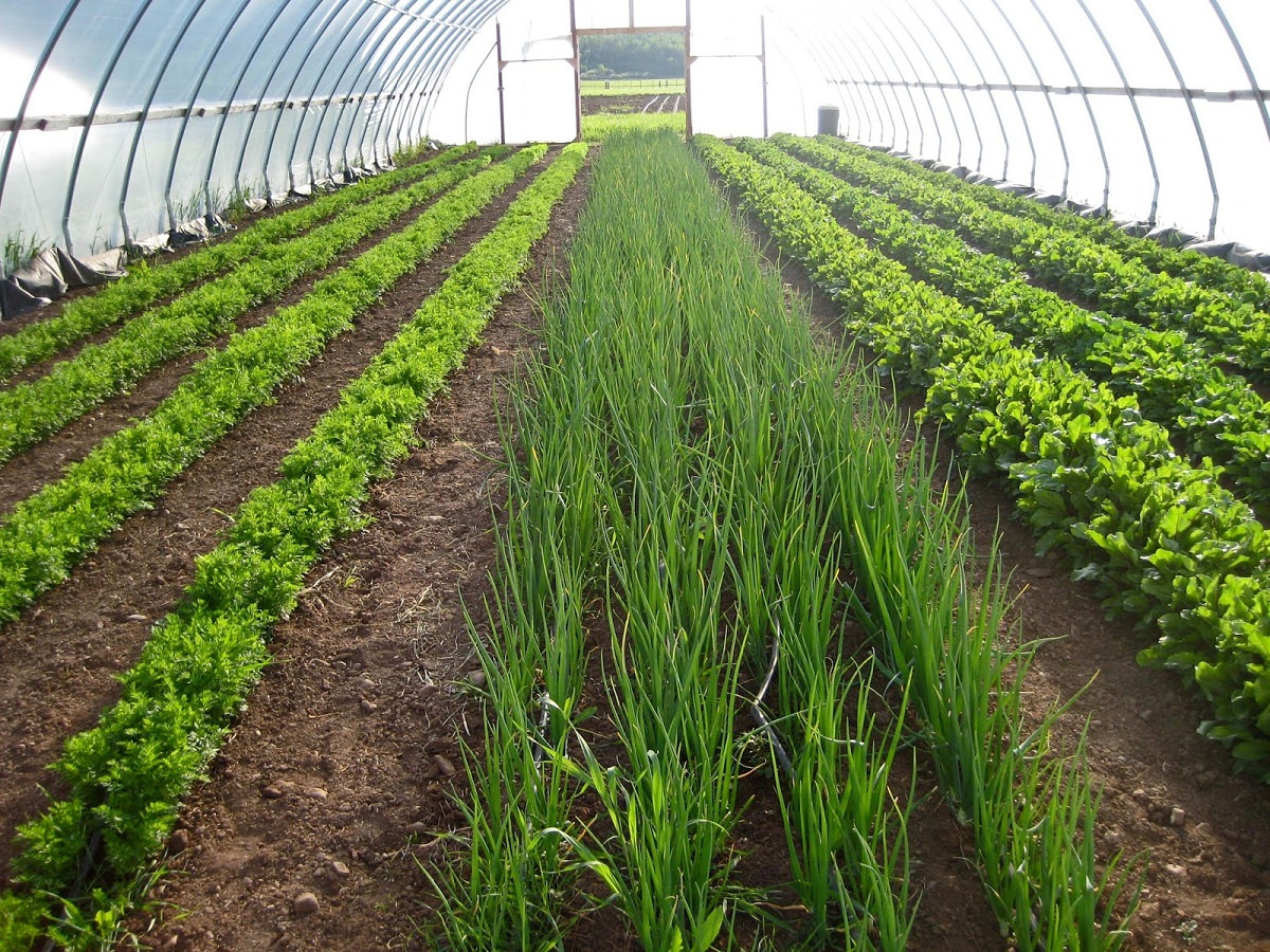 Pěstování zeleně ve skleníku: Praktický průvodce různými druhy rostlin