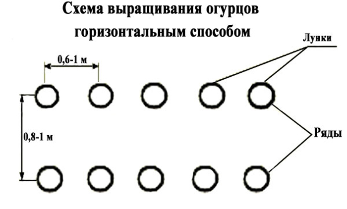 Схема посадки огурцов в парнике в один ряд