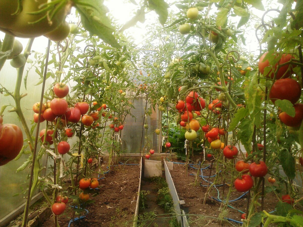 Выращивание помидоров для начинающих. Тепличные томаты Гама ф1. Томаты в теплице. Теплица с помидорами. Парник для помидоров.