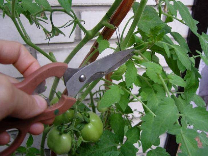 Как правильно обрезать помидоры в теплице: пошаговое руководство