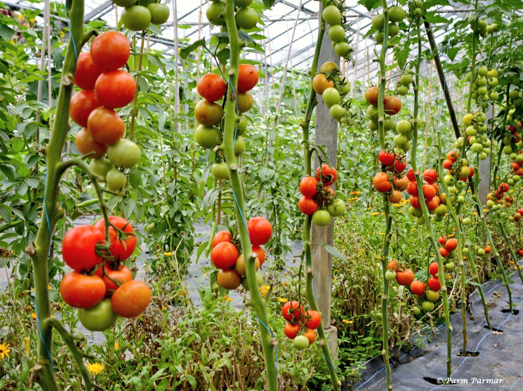 На каком расстоянии сажают помидоры в теплице