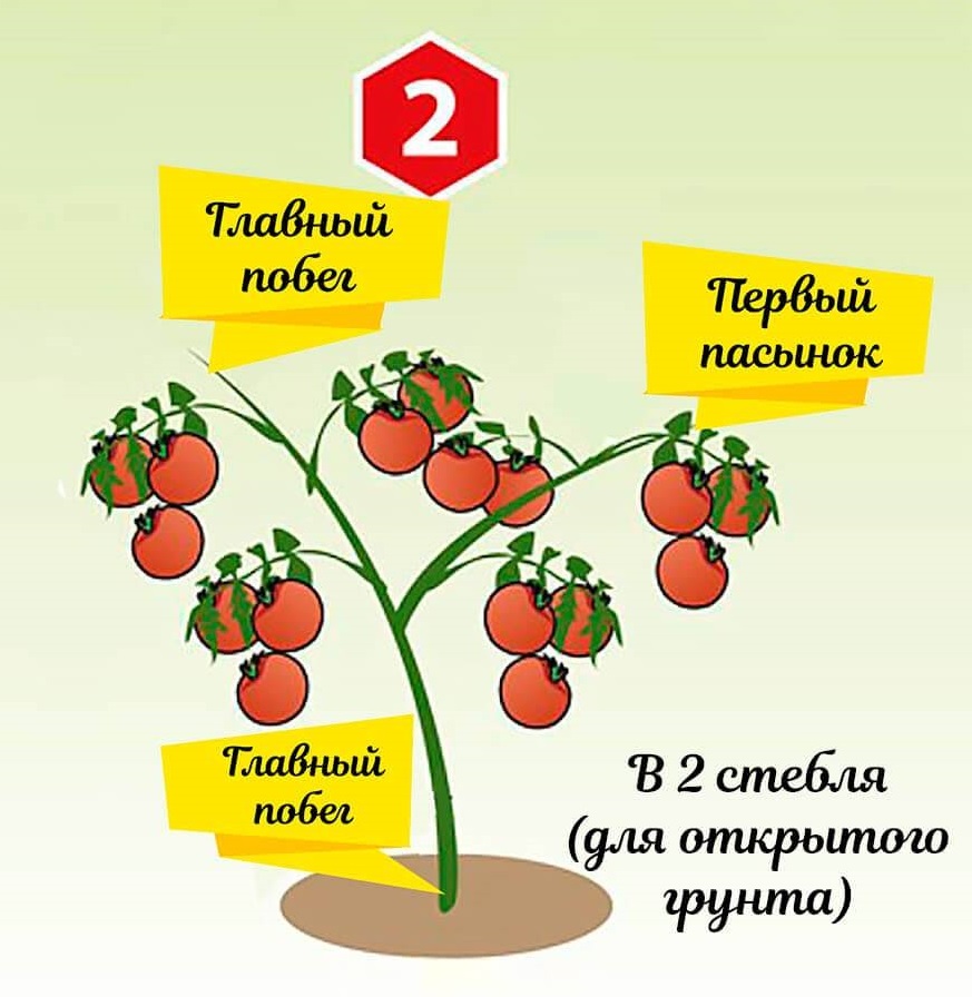 Как формировать индетерминантные томаты