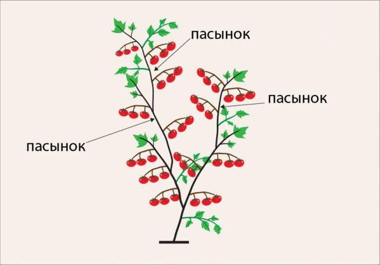 Пасынок русский перевод. Схема формирования детерминантных томатов. Детерминантный сорт томатов пасынкование. Детерминантные помидоры формирование пасынкование. Индетерминантные томаты формирование куста в теплице.