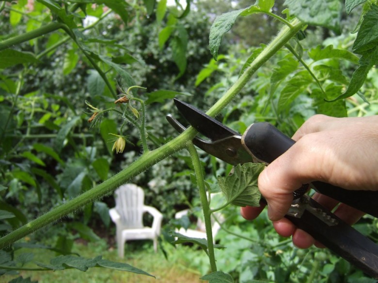 Как правильно обрезать помидоры в теплице: пошаговое руководство
