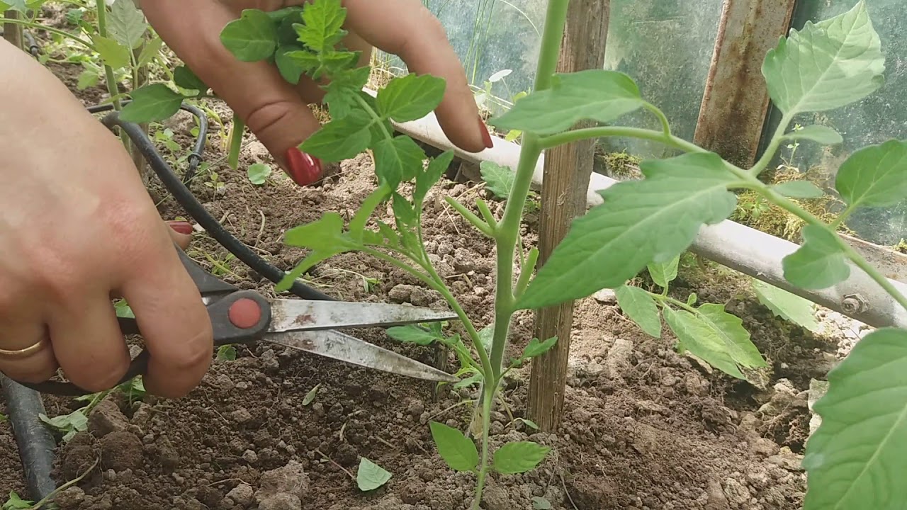 Как правильно пасынковать помидоры в теплице пошагово