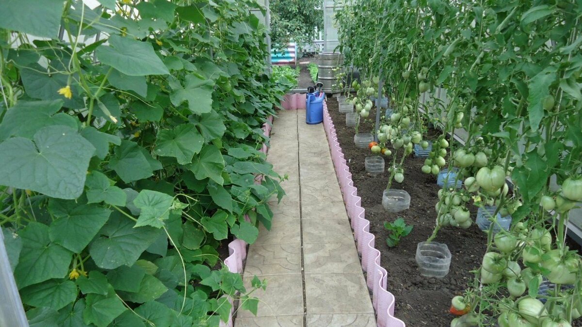 Выращивание огурцов и помидоров в одной теплице