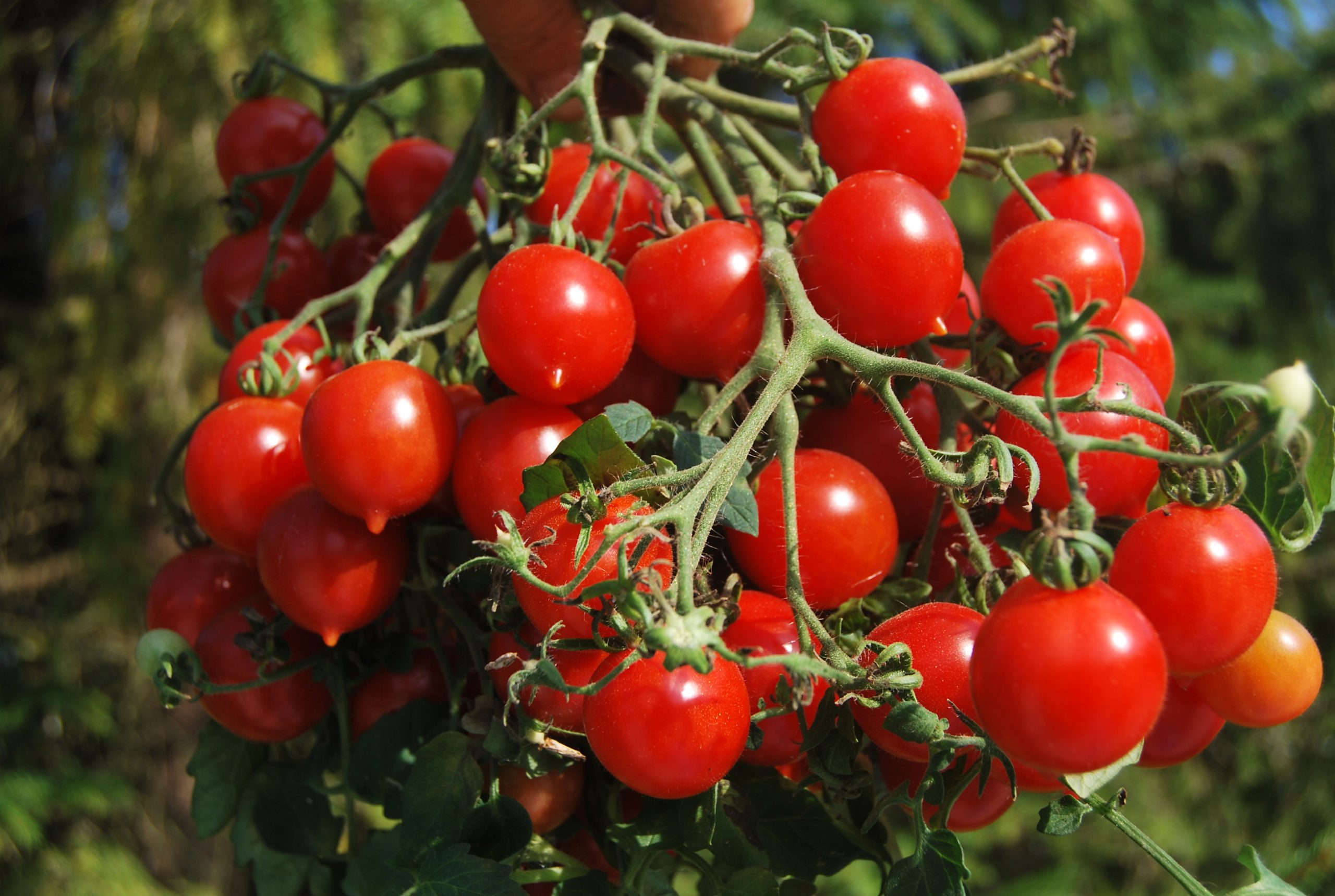 Лучшие урожайные сорта помидоров для теплицы