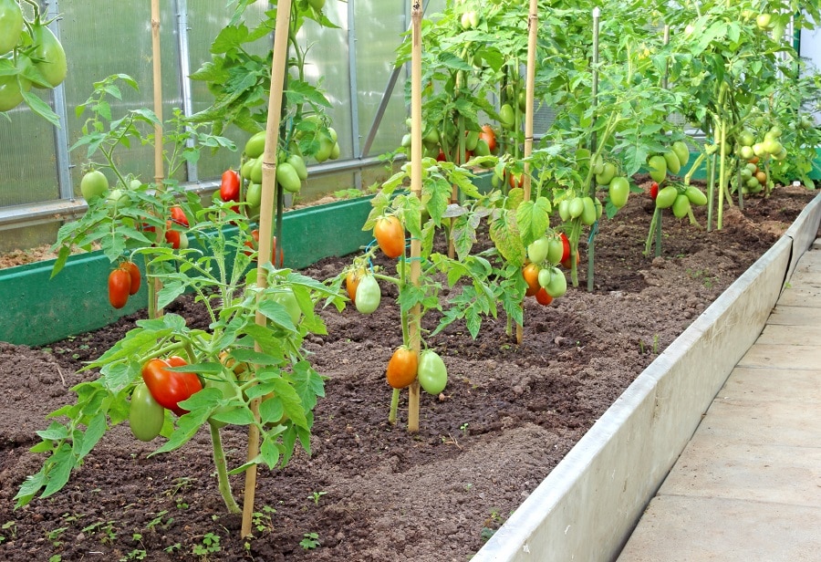 На каком расстоянии сажают помидоры в теплице